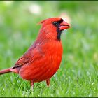 red cardinal