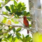 Red Cardinal