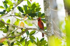 Red Cardinal