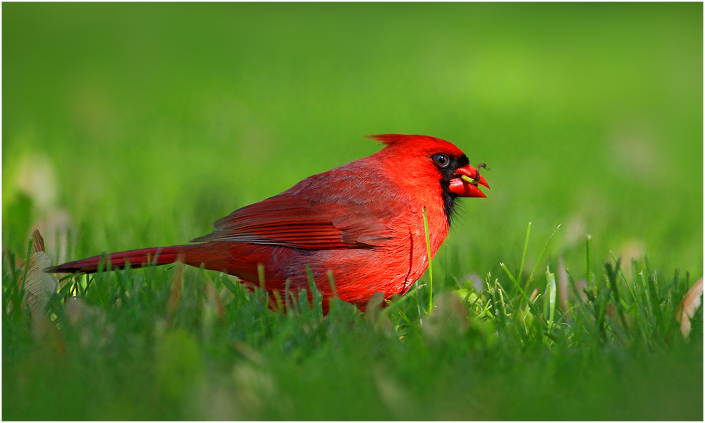 Red Cardinal