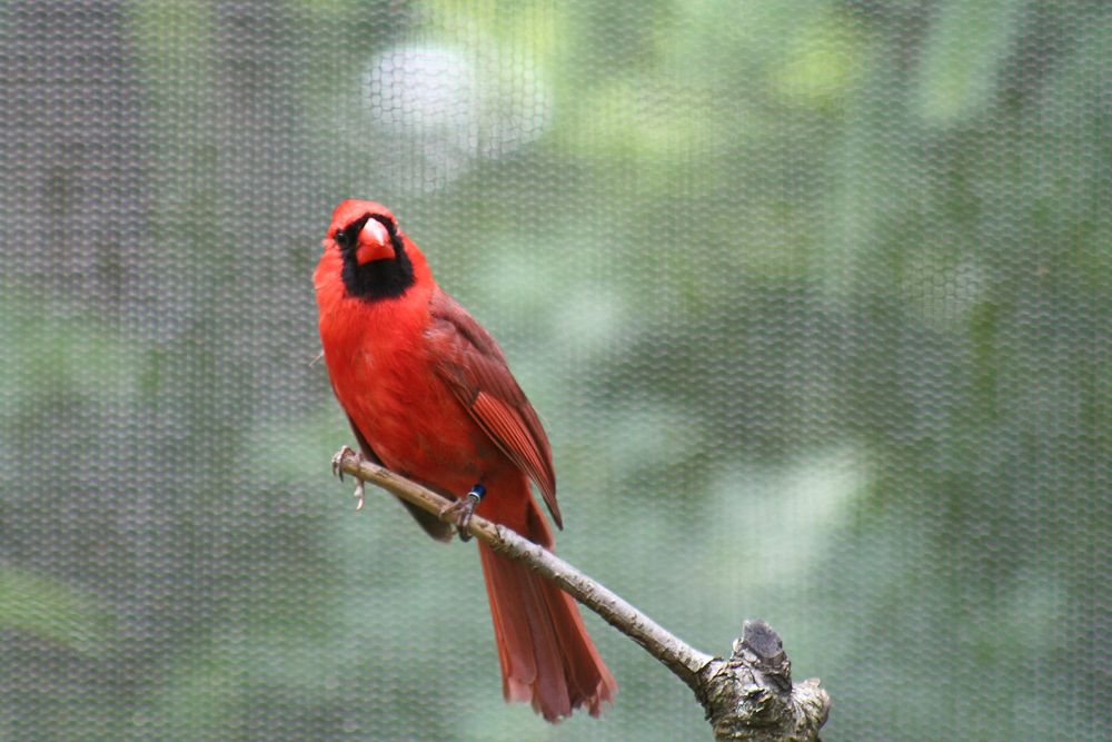 red cardinal