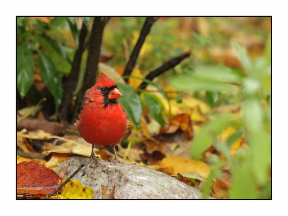 Red Cardinal