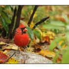 Red Cardinal