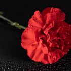 "red carnation"