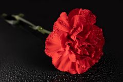 "red carnation"