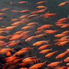 Red carps