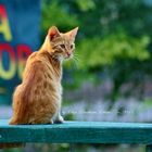 red cat on the blue bench