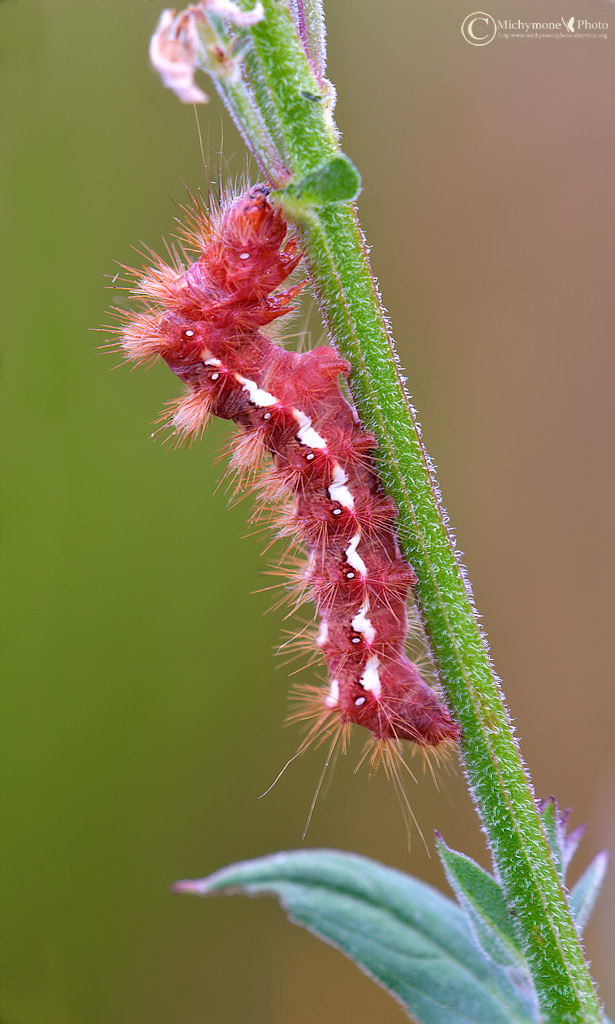 ,,red caterpillar