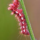 ,,red caterpillar