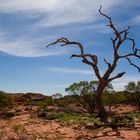 Red Center - Dead Tree