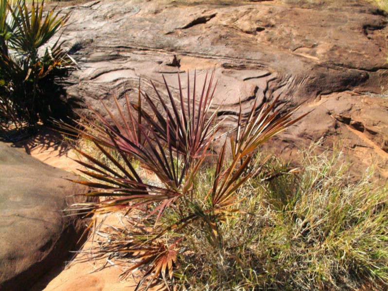 Red Center - Palm Valley