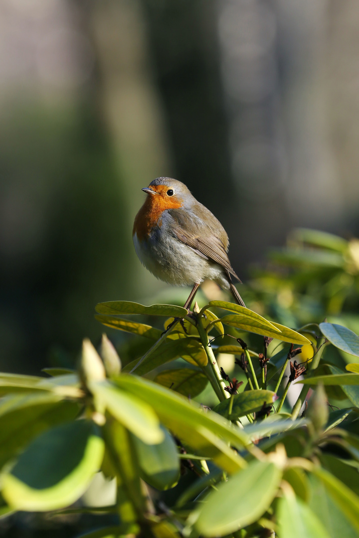 Red Chest Robin Foto & Bild reportage dokumentation, tiere, jahreszeiten Bilder auf