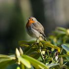 Red Chest Robin