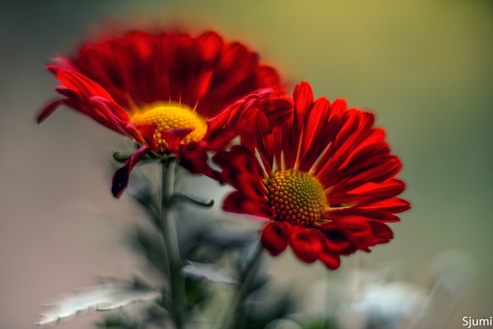 Red chrysanthemums