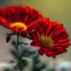 Red chrysanthemums