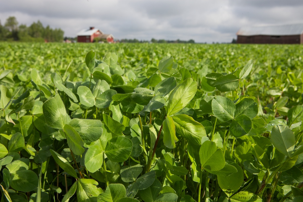 Red clover is the key to organic farming