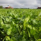 Red clover is the key to organic farming