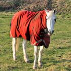 Red Coat