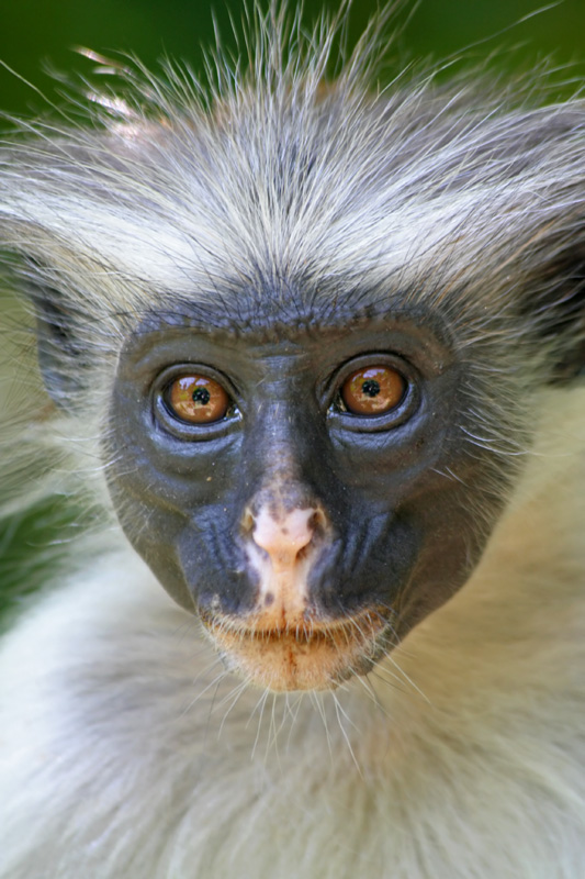 Red Colobo Monkey