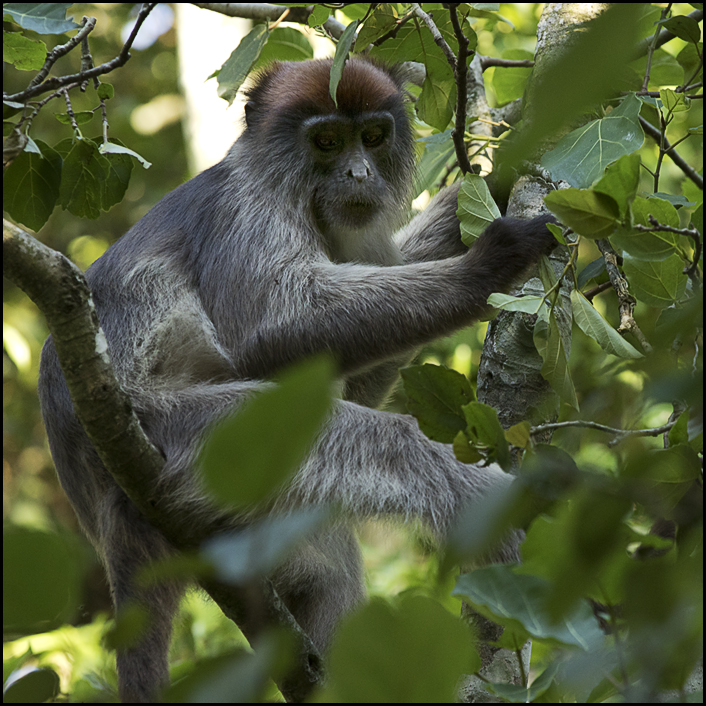 Red Colobus