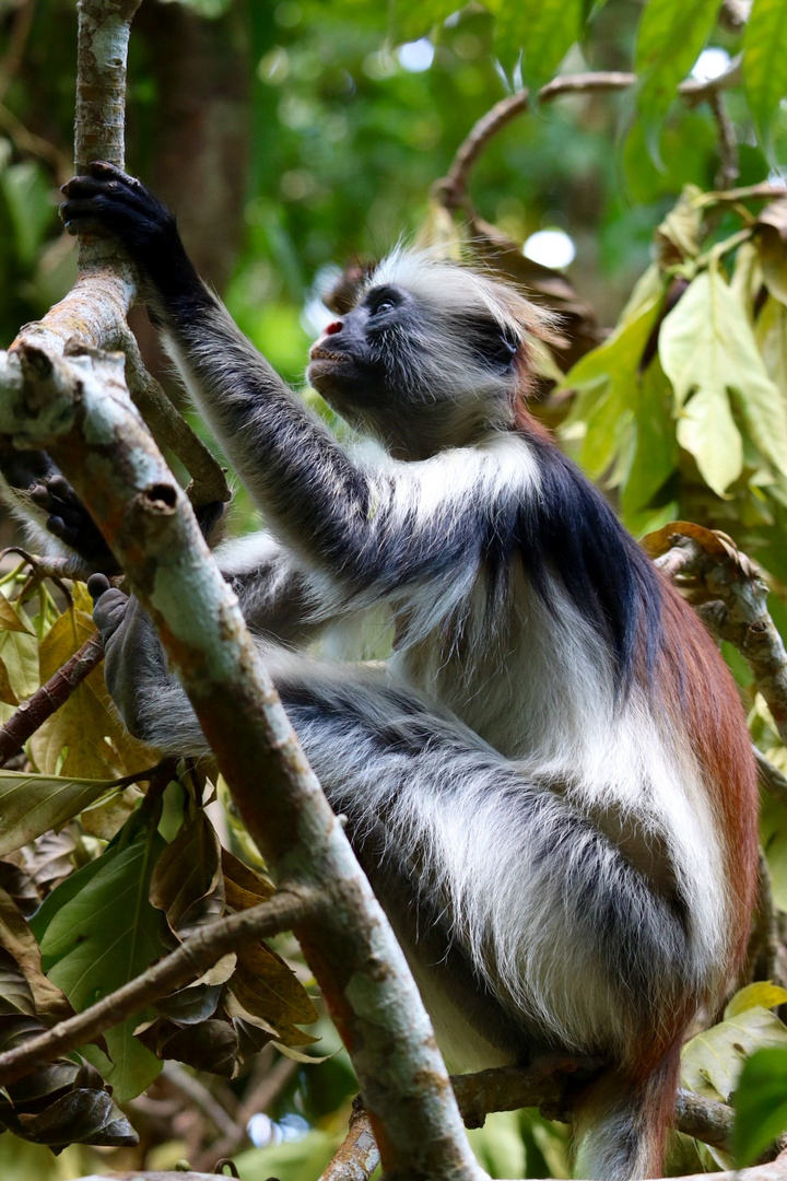 Red Colobus