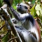 Red Colobus