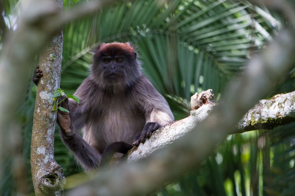 Red Colobus