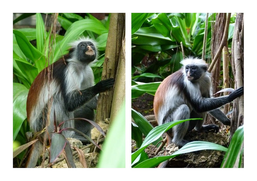 ...Red Colobus Affe - unser Mitbewohner im Karafuu...