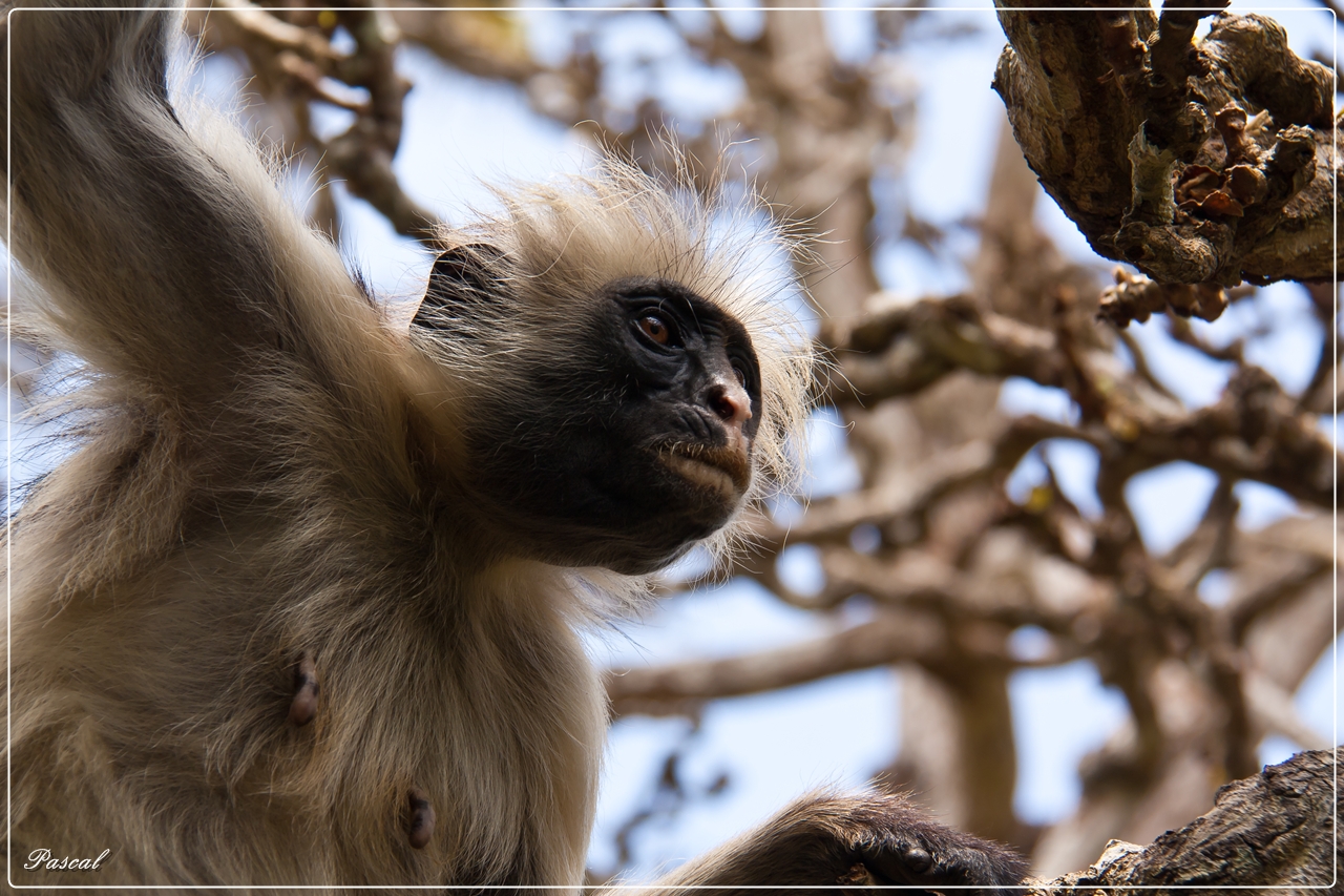 Red Colobus Monkey 2