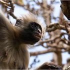 Red Colobus Monkey 2