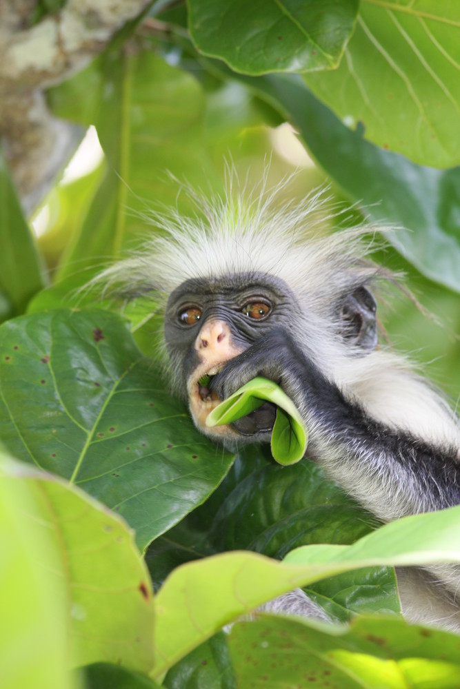 Red Colobus Monkey