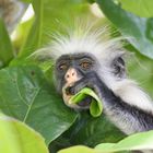 Red Colobus Monkey