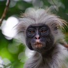 Red Colobus Monkey