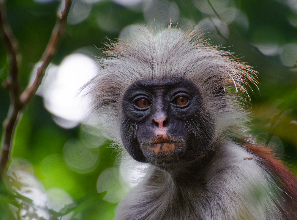 Red Colobus Monkey