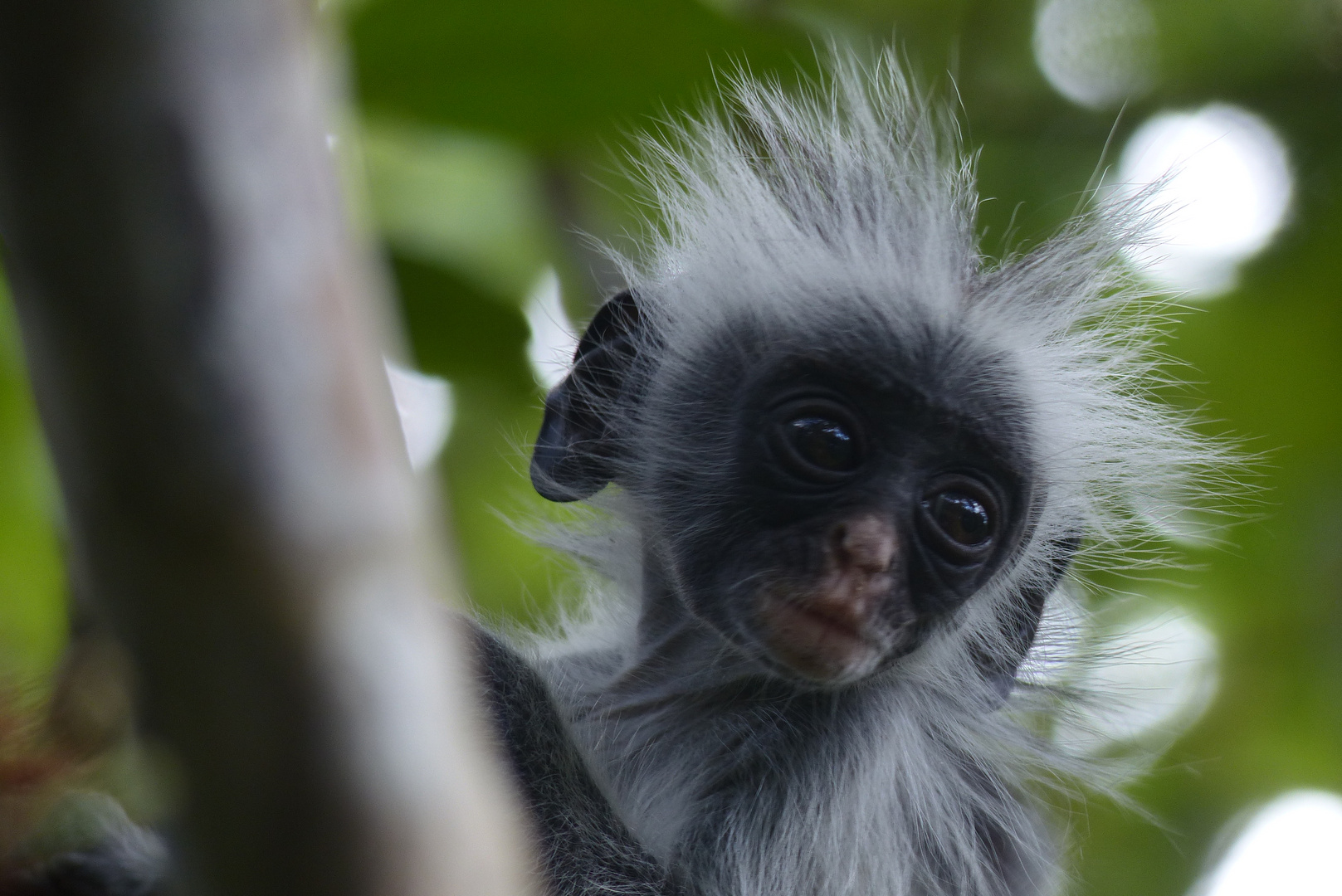 Red Colobus Monkey