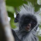 Red Colobus Monkey