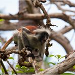 Red Colobus Monkeys 1