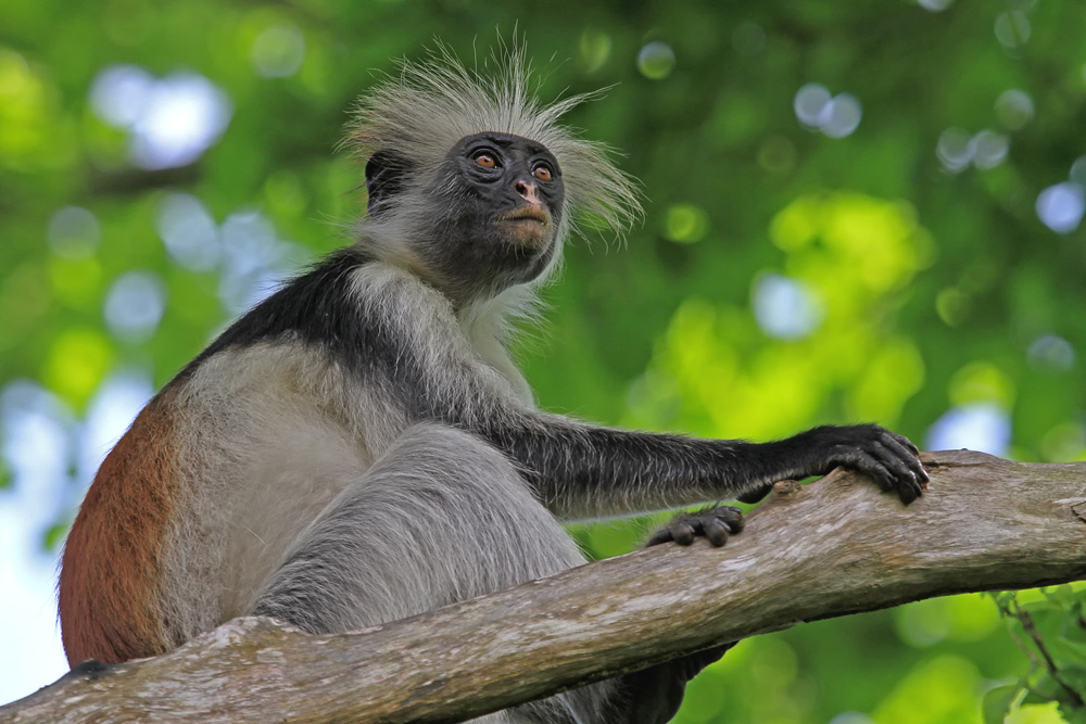 Red Colobus - Sansibar-Stummelaffe