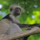 Red Colobus - Sansibar-Stummelaffe