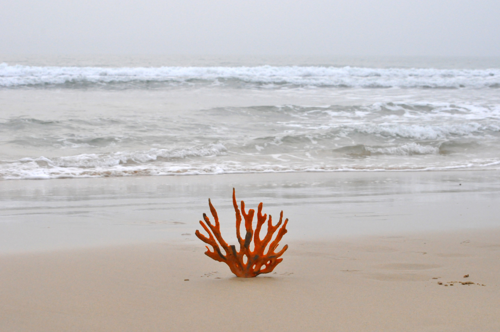 Red coral