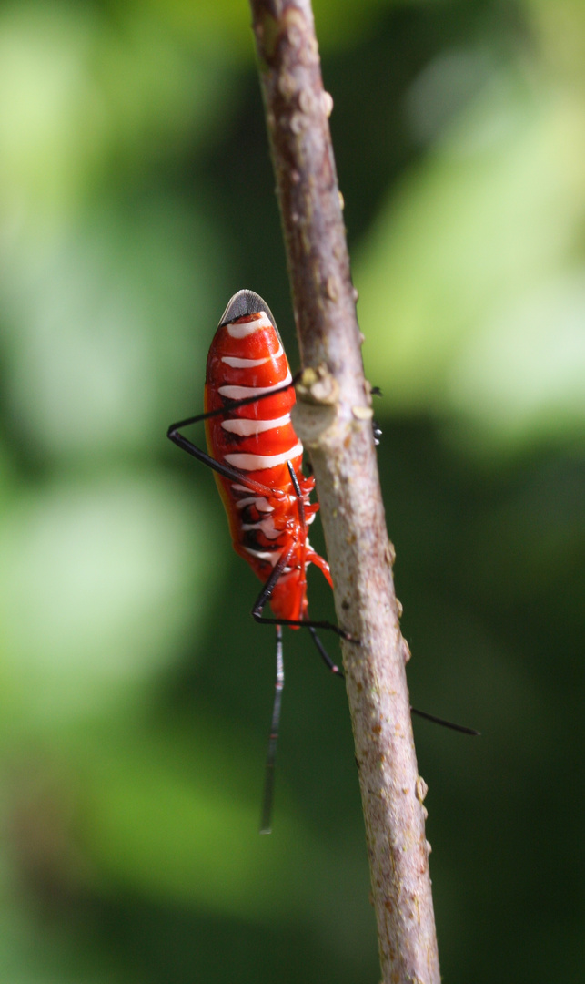 Red Cotton Bug