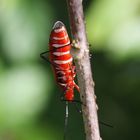 Red Cotton Bug