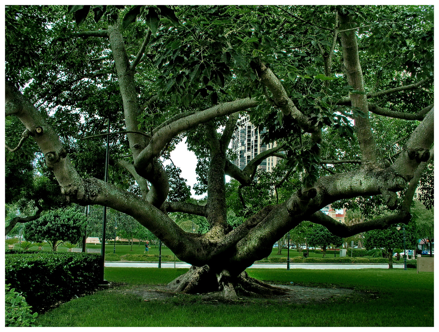 Red cotton tree (Bombax ceiba) FL.USA