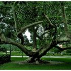 Red cotton tree (Bombax ceiba) FL.USA