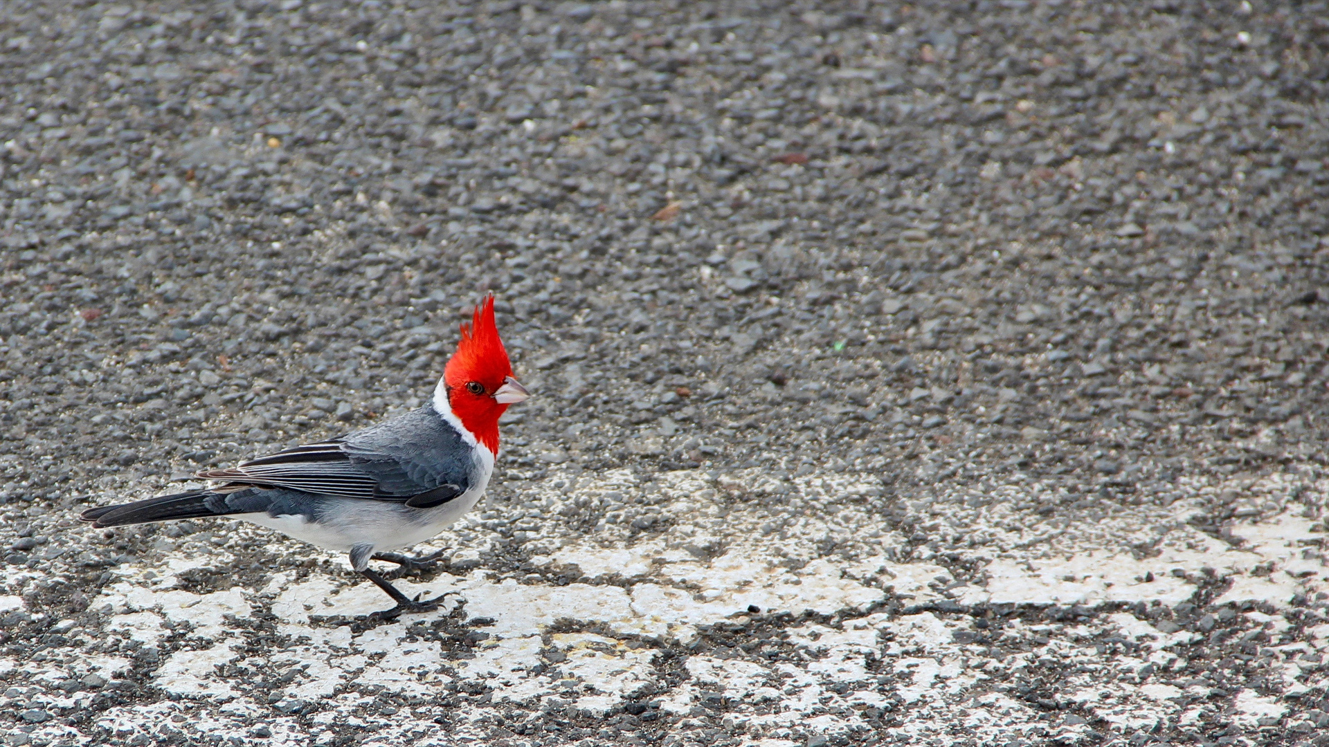 Red-crested Cardinal