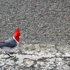 Red-crested Cardinal