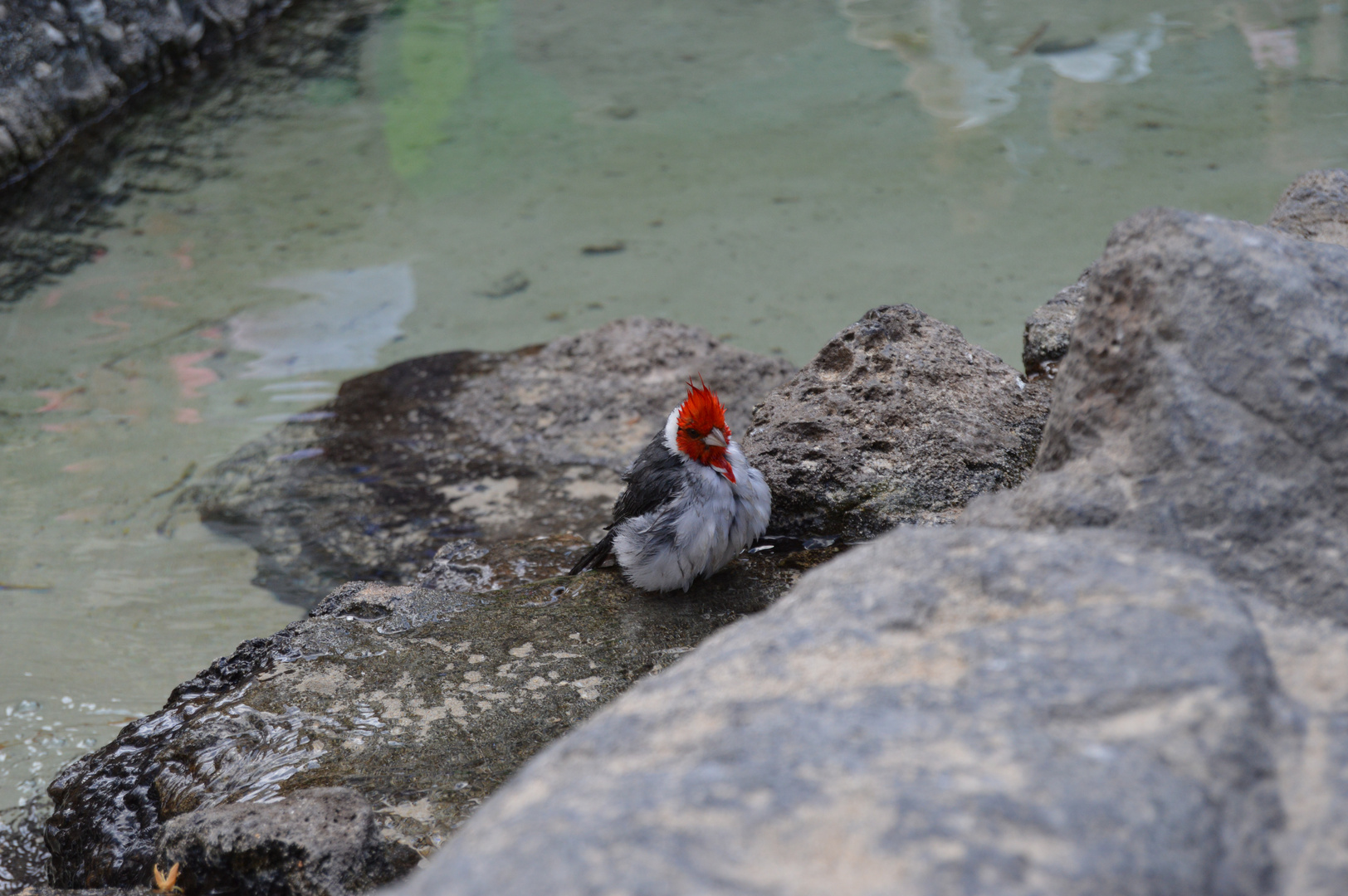 Red crested cardinal - Graukardinal