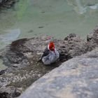 Red crested cardinal - Graukardinal