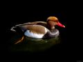 Red Crested Diving Duck von Fons van Swaal