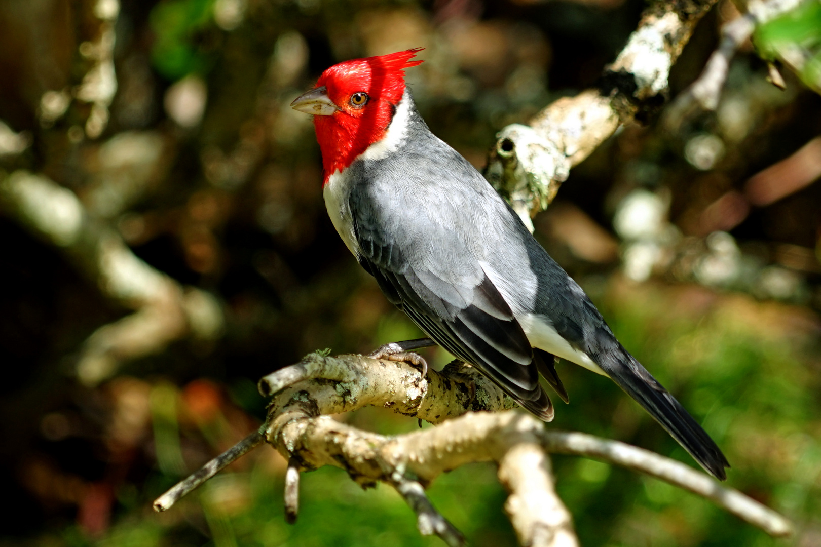 Red Crested Kardinal Kauai
